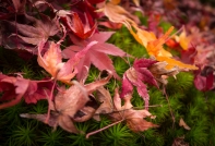 Maple Leaf Fall, Yoshikien Garden, Nara Park