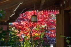 Shrine and autumn colours, Ueno Park