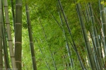 Bamboo grove in garden of the Silver Pavilion, Kyoto